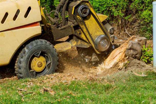 Residential Tree Removal in Liberty Lake, WA